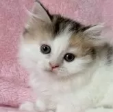 マンチカン(短足)