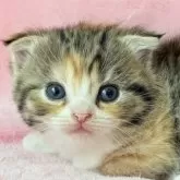 スコティッシュフォールド(立ち耳)