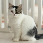 スコティッシュフォールド(立ち耳)