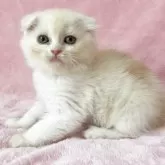 スコティッシュフォールド(折れ耳)