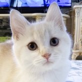 スコティッシュフォールド(立ち耳)