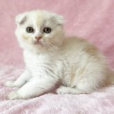スコティッシュフォールド(折れ耳)