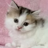 マンチカン(短足)