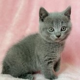 シャルトリュー