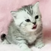 スコティッシュフォールド(立ち耳)