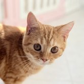 スコティッシュフォールド(立ち耳)