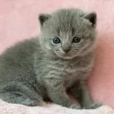 シャルトリュー