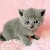 シャルトリュー