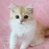スコティッシュフォールド(立ち耳)