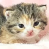 スコティッシュフォールド(立ち耳)