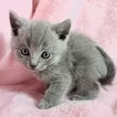 シャルトリュー