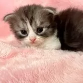 スコティッシュフォールド(折れ耳)【静岡県・女の子・2025年1月28日・ブラック&ホワイト】の写真9