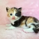 スコティッシュフォールド(立ち耳)【静岡県・女の子・2025年9月10日・キャリコ】の写真2「おチビだけどめちゃ元気😊🩷はっきりした三毛猫美しいですね」