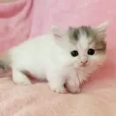 ミヌエット(短足)【静岡県・女の子・2025年7月19日・ダイリュートキャリコ ( バンカラー)】の写真3