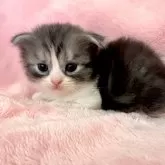 スコティッシュフォールド(折れ耳)【静岡県・女の子・2025年1月28日・ブラック&ホワイト】の写真3「おっとり穏やか」