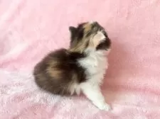 スコティッシュフォールド(立ち耳)【静岡県・女の子・2025年7月4日・キャリコ】の写真4「とにかくかわいい🩷見に来て下さい😊」