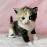 スコティッシュフォールド(立ち耳)【静岡県・女の子・2025年9月10日・キャリコ】の写真5