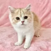 スコティッシュフォールド(立ち耳)【静岡県・女の子・2024年9月30日・クリームタビー&ホワイト】の写真6