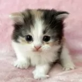 スコティッシュフォールド(立ち耳)【静岡県・女の子・2025年7月4日・キャリコ】の写真7