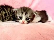 スコティッシュフォールド(折れ耳)【静岡県・女の子・2025年1月28日・ブラック&ホワイト】の写真8