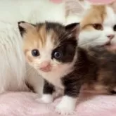 スコティッシュフォールド(立ち耳)【静岡県・女の子・2025年9月10日・キャリコ】の写真7