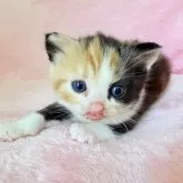 スコティッシュフォールド(立ち耳)【静岡県・女の子・2025年9月10日・キャリコ】の写真8