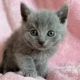 シャルトリュー【静岡県・男の子・2025年10月15日・ブルー】の写真2