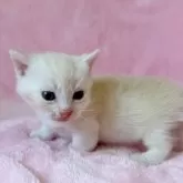 マンチカン(短足)【静岡県・男の子・2025年10月22日・クリーム】の写真8