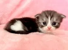 スコティッシュフォールド(折れ耳)【静岡県・女の子・2025年1月28日・ブラック&ホワイト】の写真4「美人美猫」