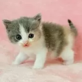 スコティッシュフォールド(立ち耳)【静岡県・女の子・2025年9月1日・ダイリュートキャリコ】の写真9