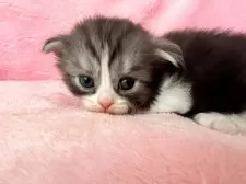 スコティッシュフォールド(折れ耳)【静岡県・女の子・2025年1月28日・ブラック&ホワイト】の写真6