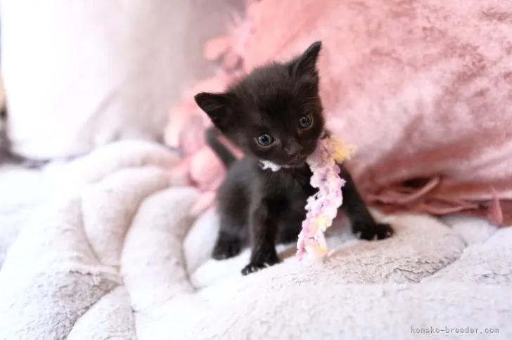 ID:2203-02430の子猫