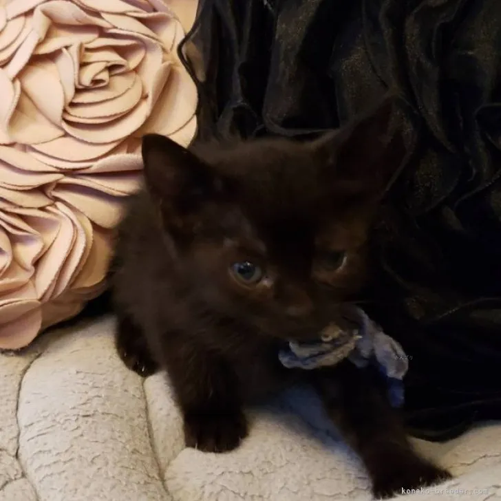 ID：2311-02430の子猫