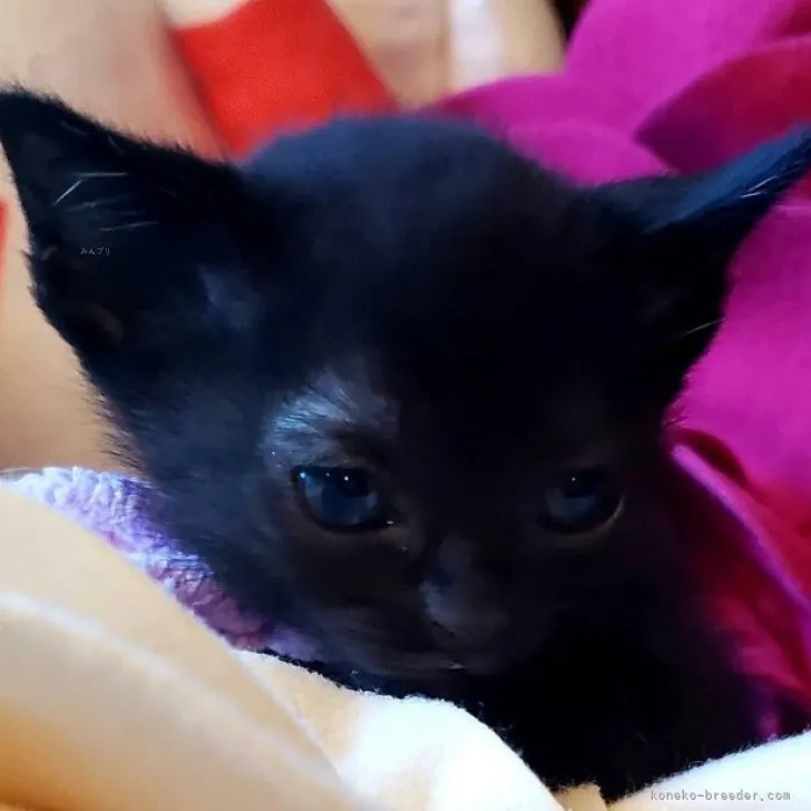 ID：2311-02427の子猫