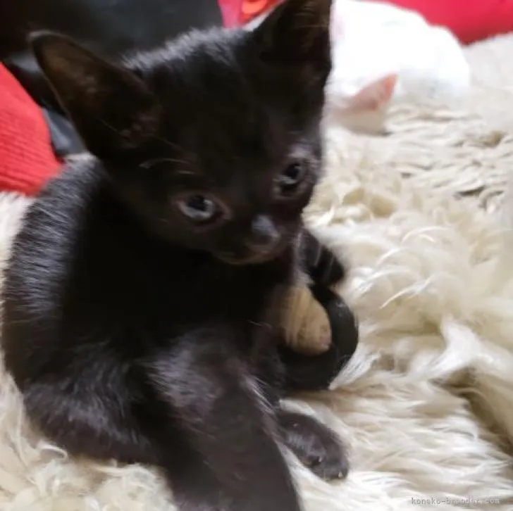 ID:2210-02509の子猫