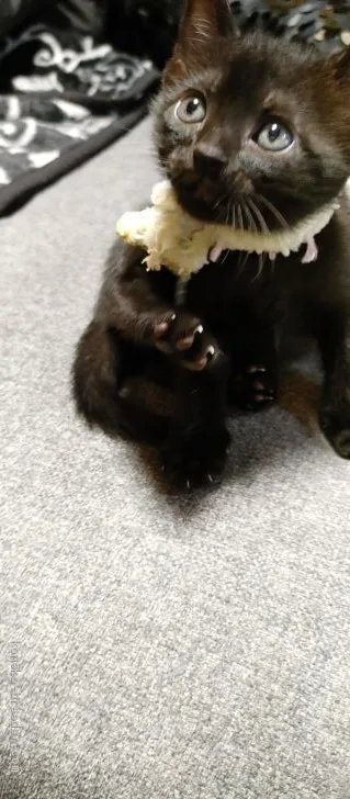 ID：2007-01910の子猫