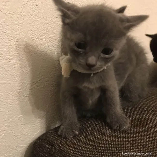 ID：1909-00374の子猫