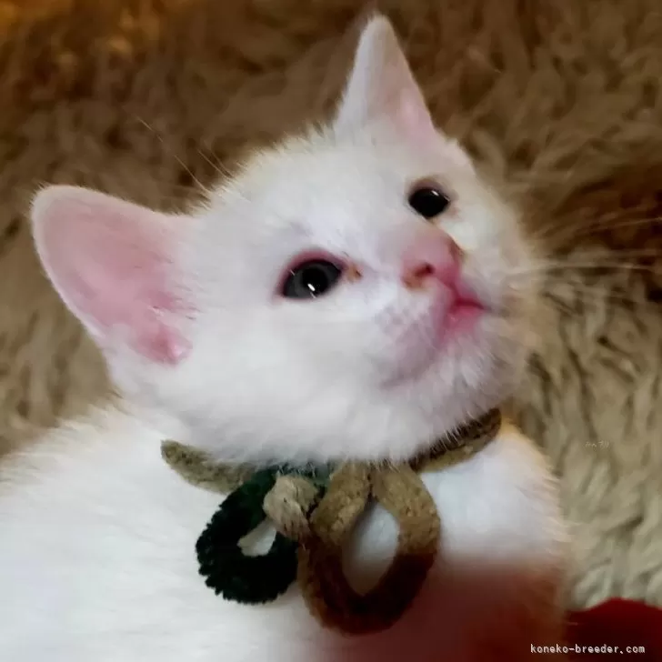ID：2403-01123の子猫