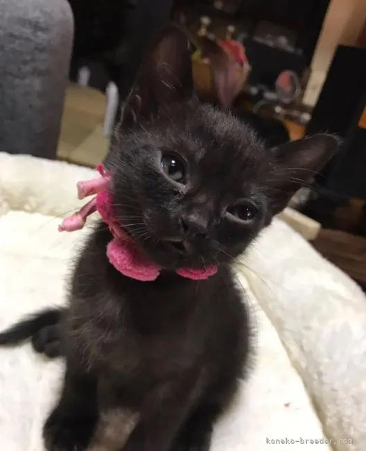 ID:2203-02429の子猫