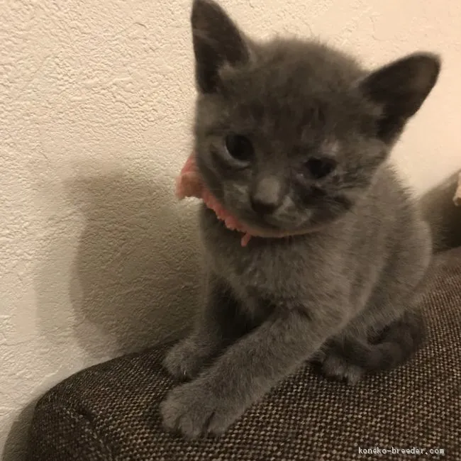 ID：1909-00375の子猫