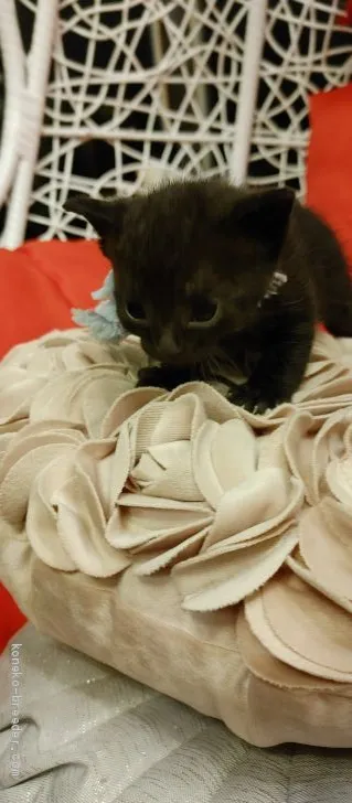 ID：2011-00601の子猫