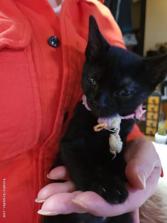 ID：2202-00026の子猫