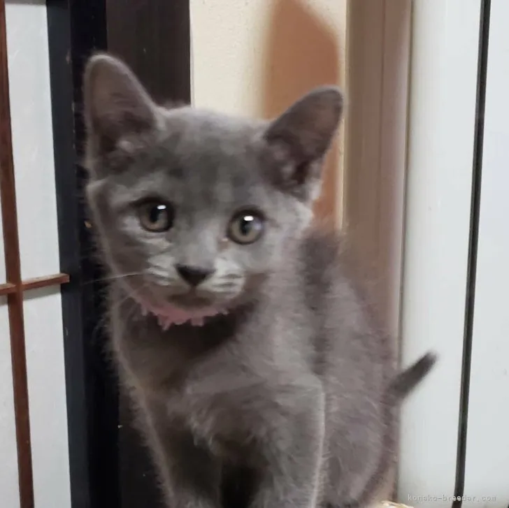ID:2306-02981の子猫
