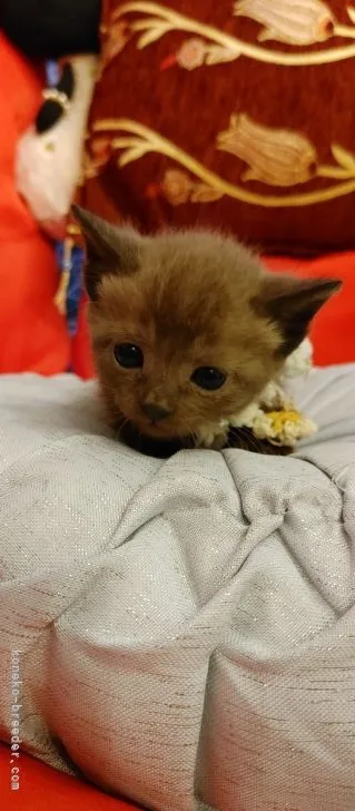 ID:2104-00831の子猫