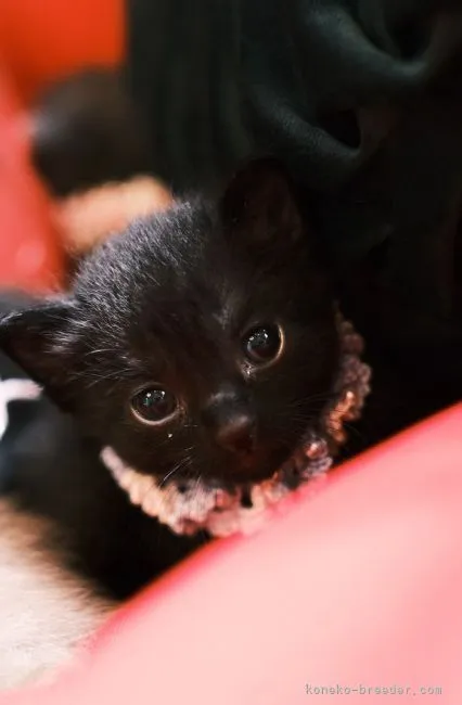 ID：2106-02832の子猫