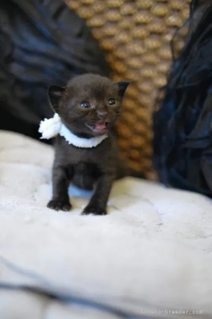 ID：2108-01778の子猫