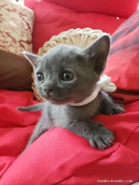 ID：2005-01521の子猫