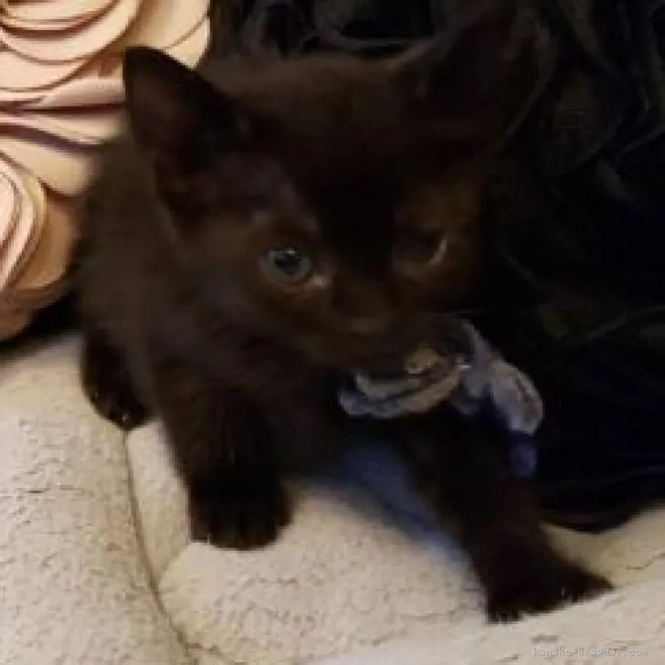 ID：2209-00495の子猫