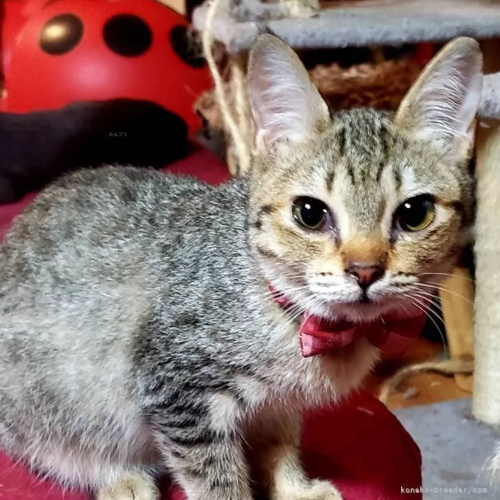 ID：2410-03340の子猫