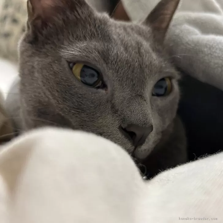 ID:2311-02428の子猫